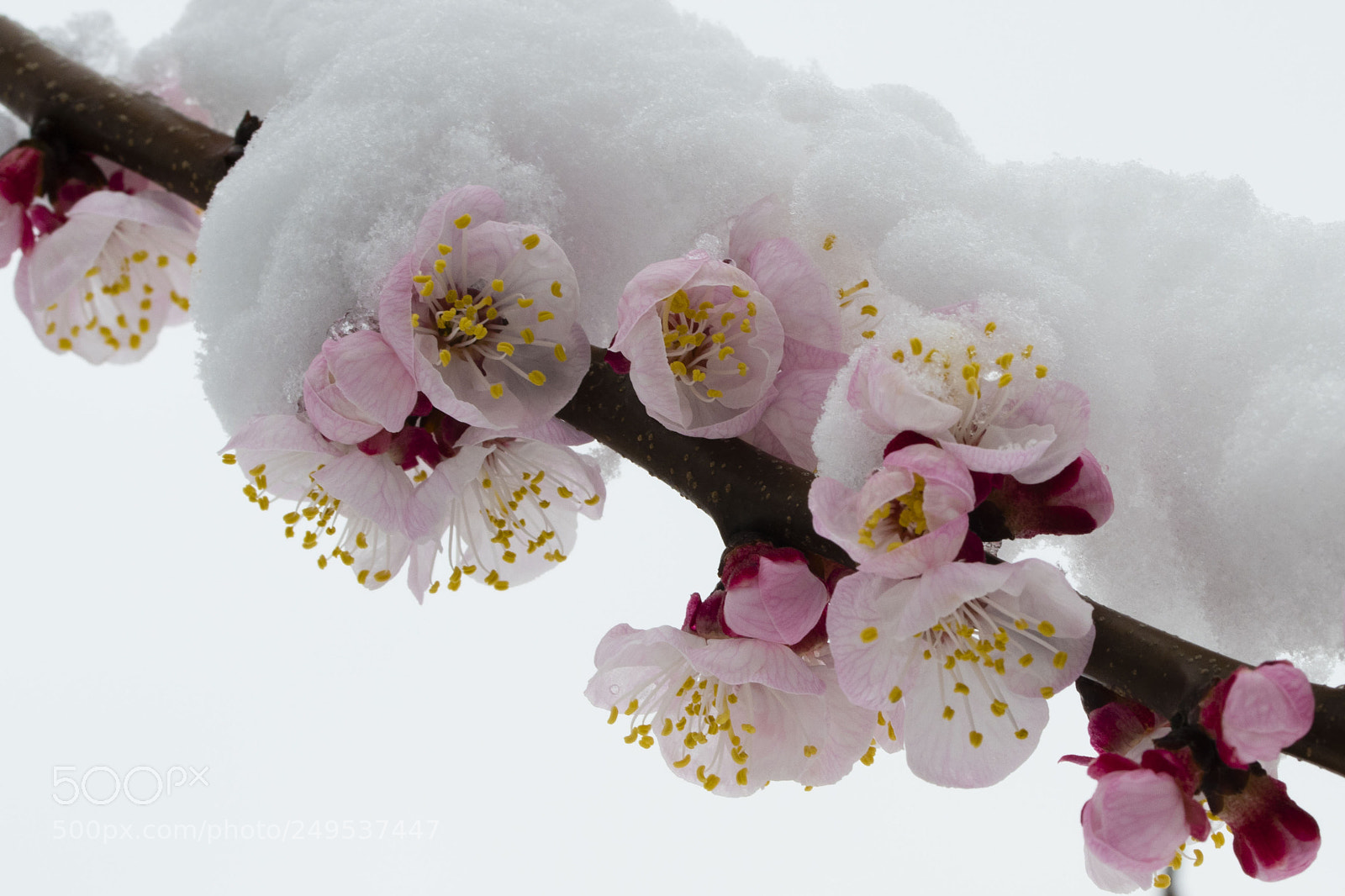 Nikon D7500 sample photo. Primavera in anticipo photography