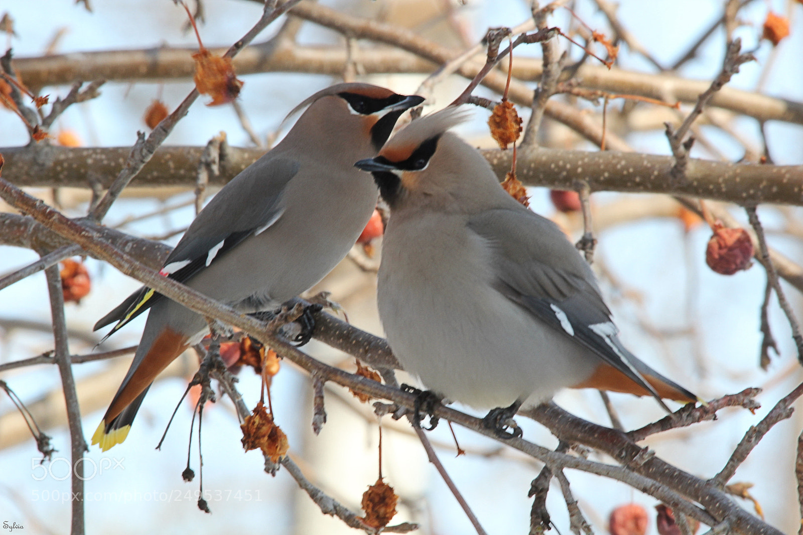 Canon EOS 550D (EOS Rebel T2i / EOS Kiss X4) sample photo. Feathered friends photography