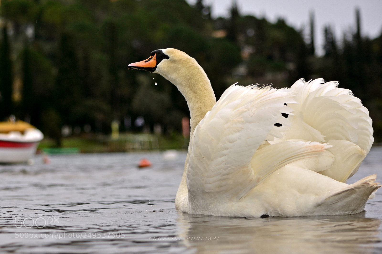 Nikon D7100 sample photo. Swan(Κύκνος) photography