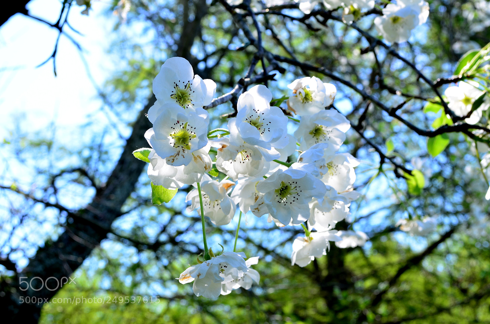 Nikon D5100 sample photo. Flores photography
