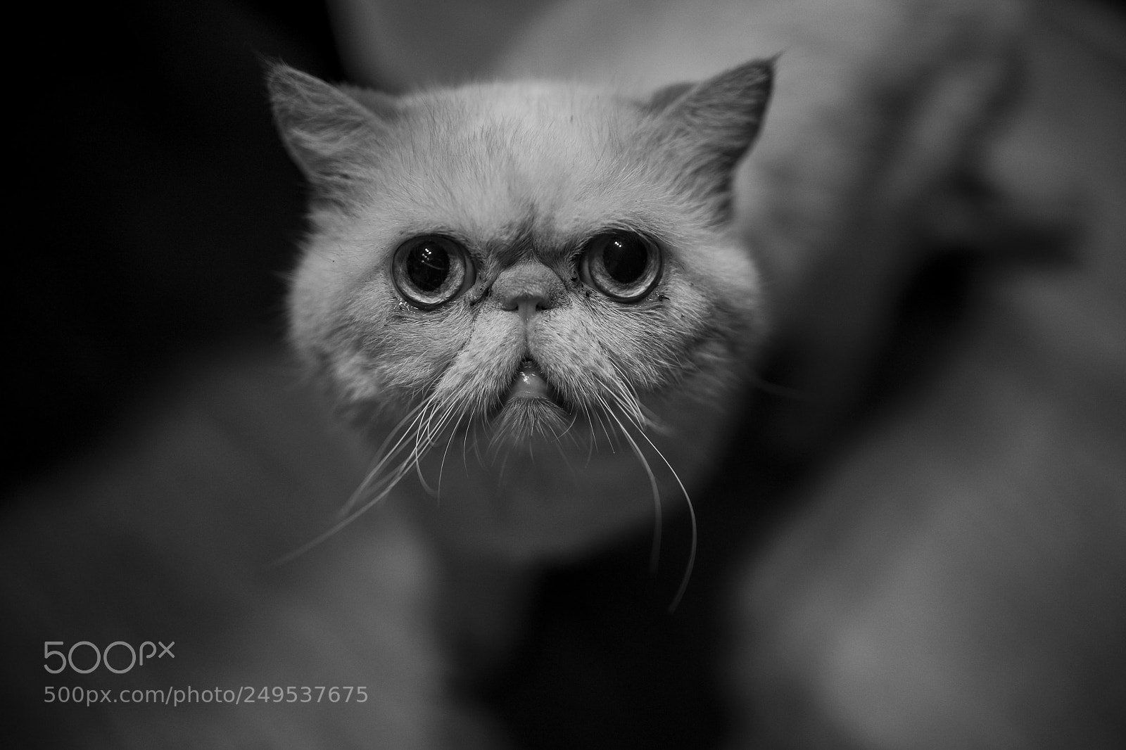 Canon EOS 5D Mark IV sample photo. The cat leo. photography