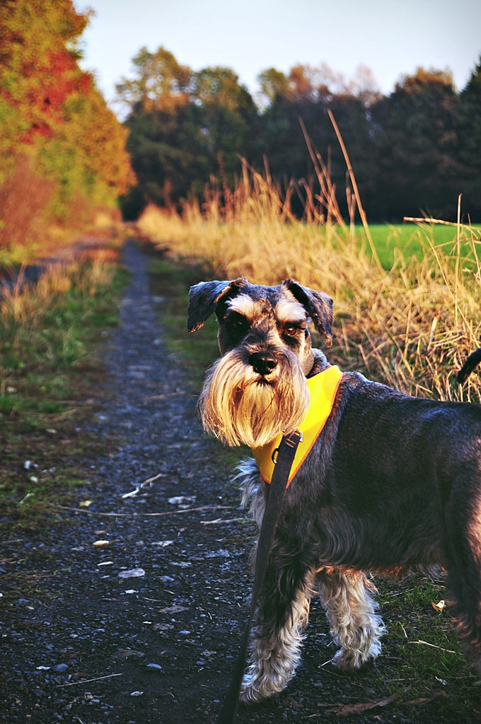 Nikon D5000 sample photo. A walk together photography