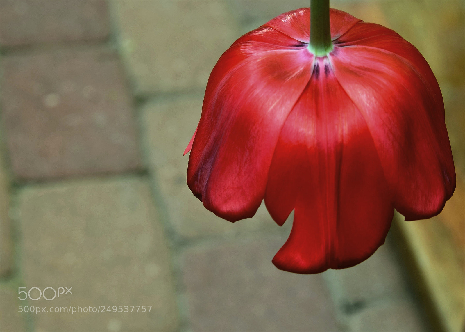 Nikon D5300 sample photo. Tulip photography