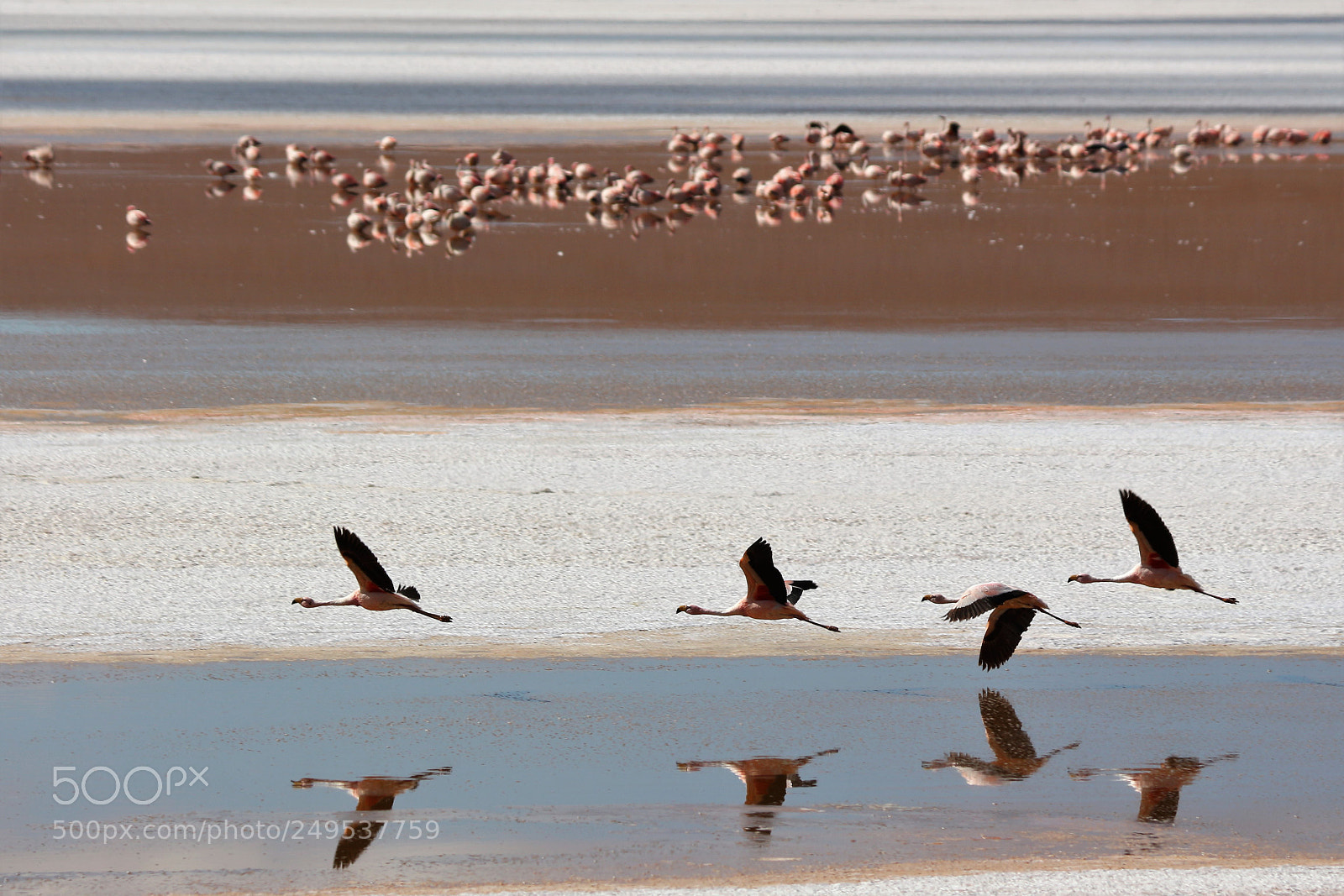Canon EOS 700D (EOS Rebel T5i / EOS Kiss X7i) sample photo. Flying flamingos photography