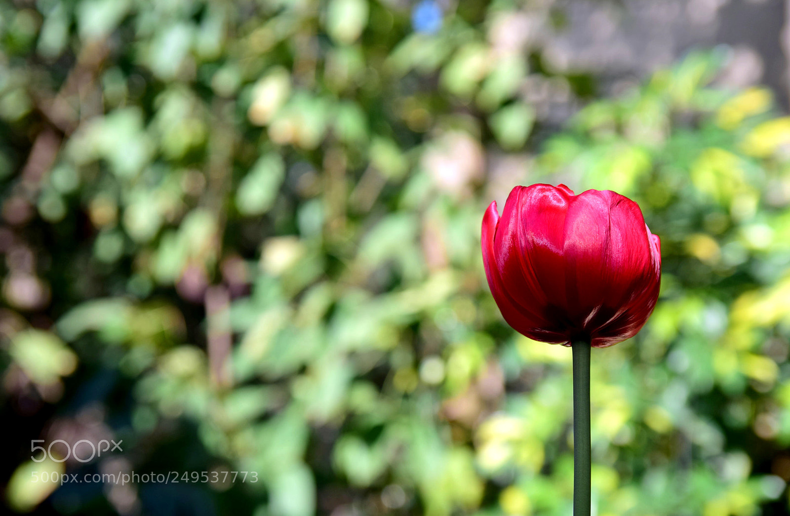 Nikon D5300 sample photo. Tulip photography