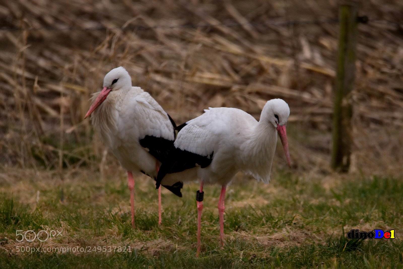Canon EOS 700D (EOS Rebel T5i / EOS Kiss X7i) sample photo. Nice couple in wildlife photography