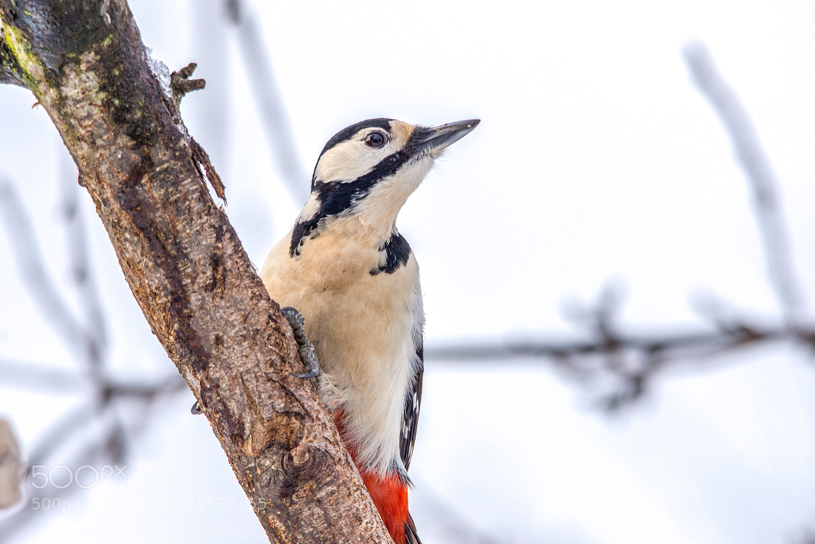 Nikon D7200 sample photo. Great spotted woodpecker photography