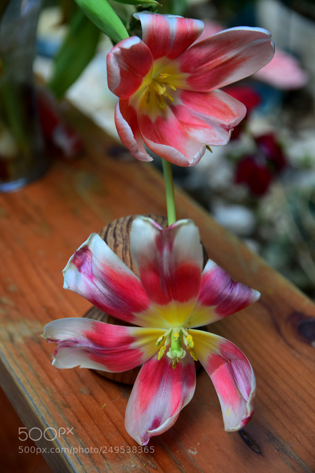 Nikon D5300 sample photo. Tulip photography