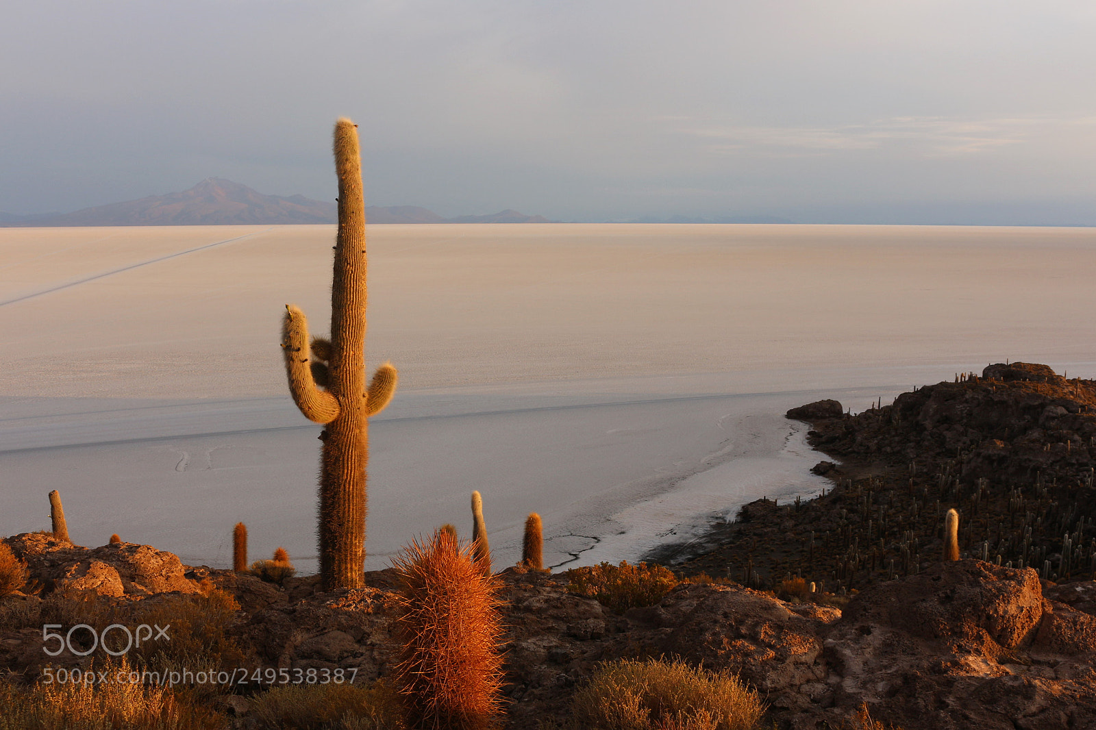 Canon EOS 700D (EOS Rebel T5i / EOS Kiss X7i) sample photo. Cactus at sunrise in photography