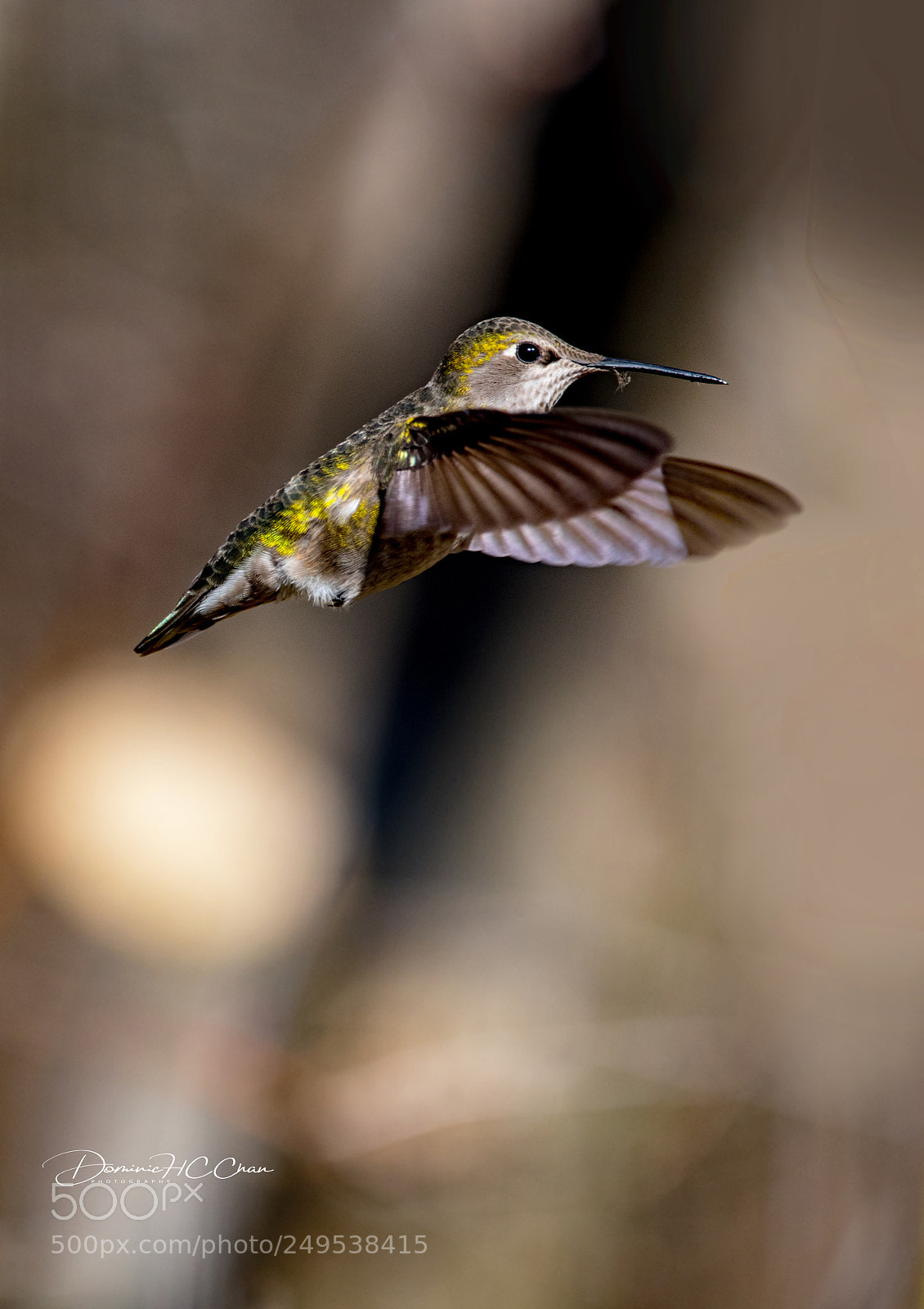 Nikon D750 sample photo. Hummingbird photography