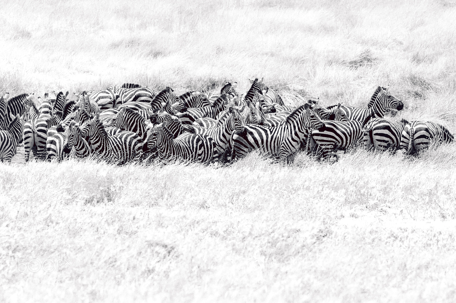 Canon EOS 5D Mark IV sample photo. Sea of zebras photography