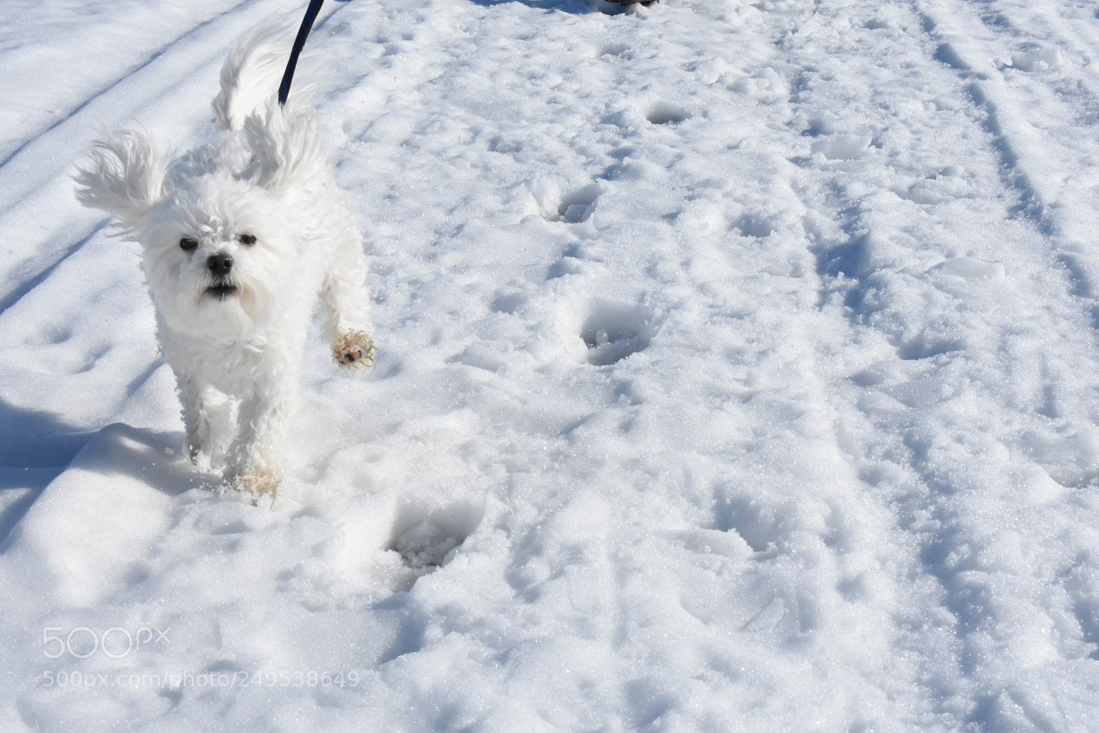 Nikon D3400 sample photo. Run maggie run photography