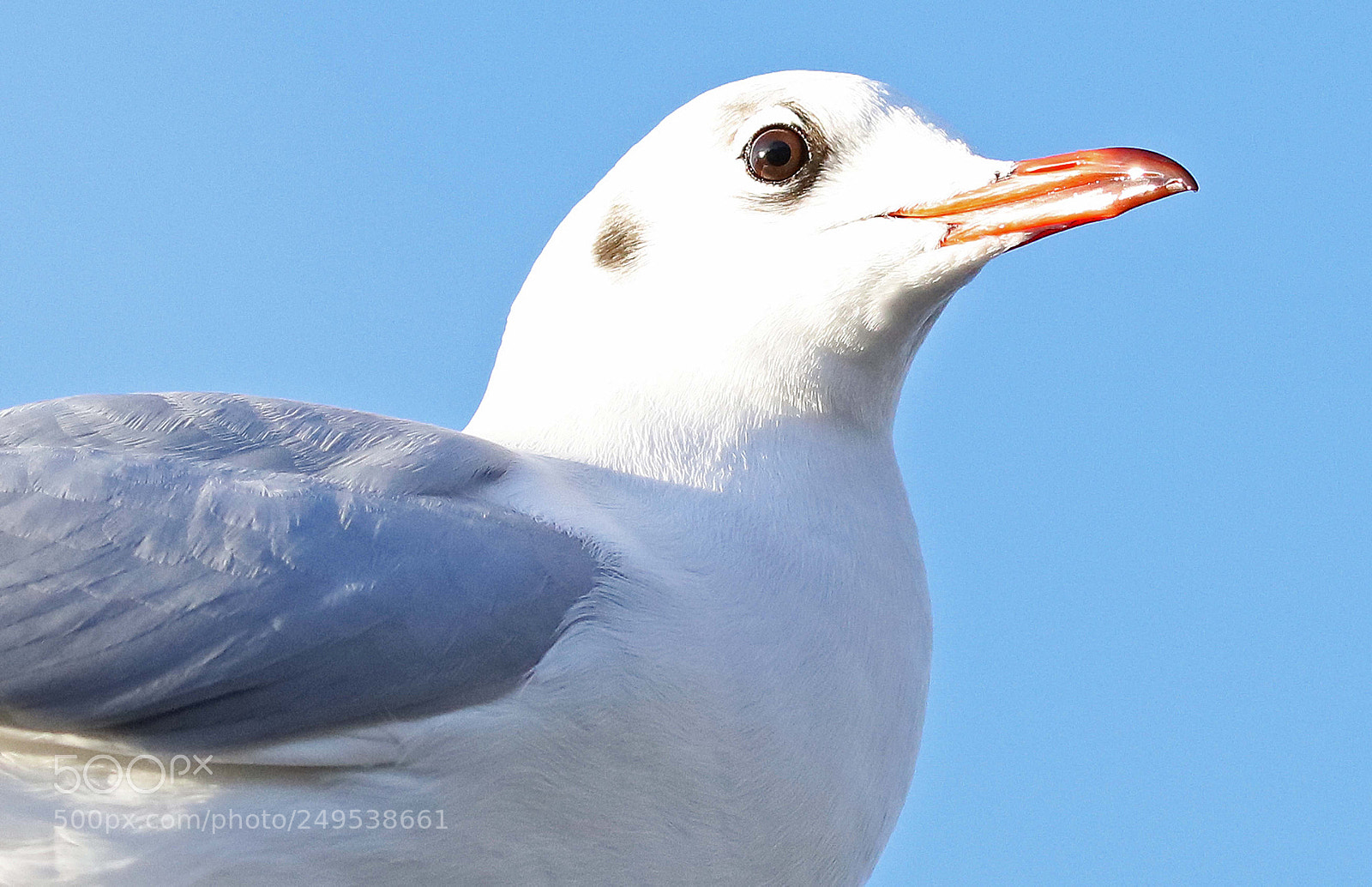Canon EOS 5DS R sample photo. Birds in the wild photography