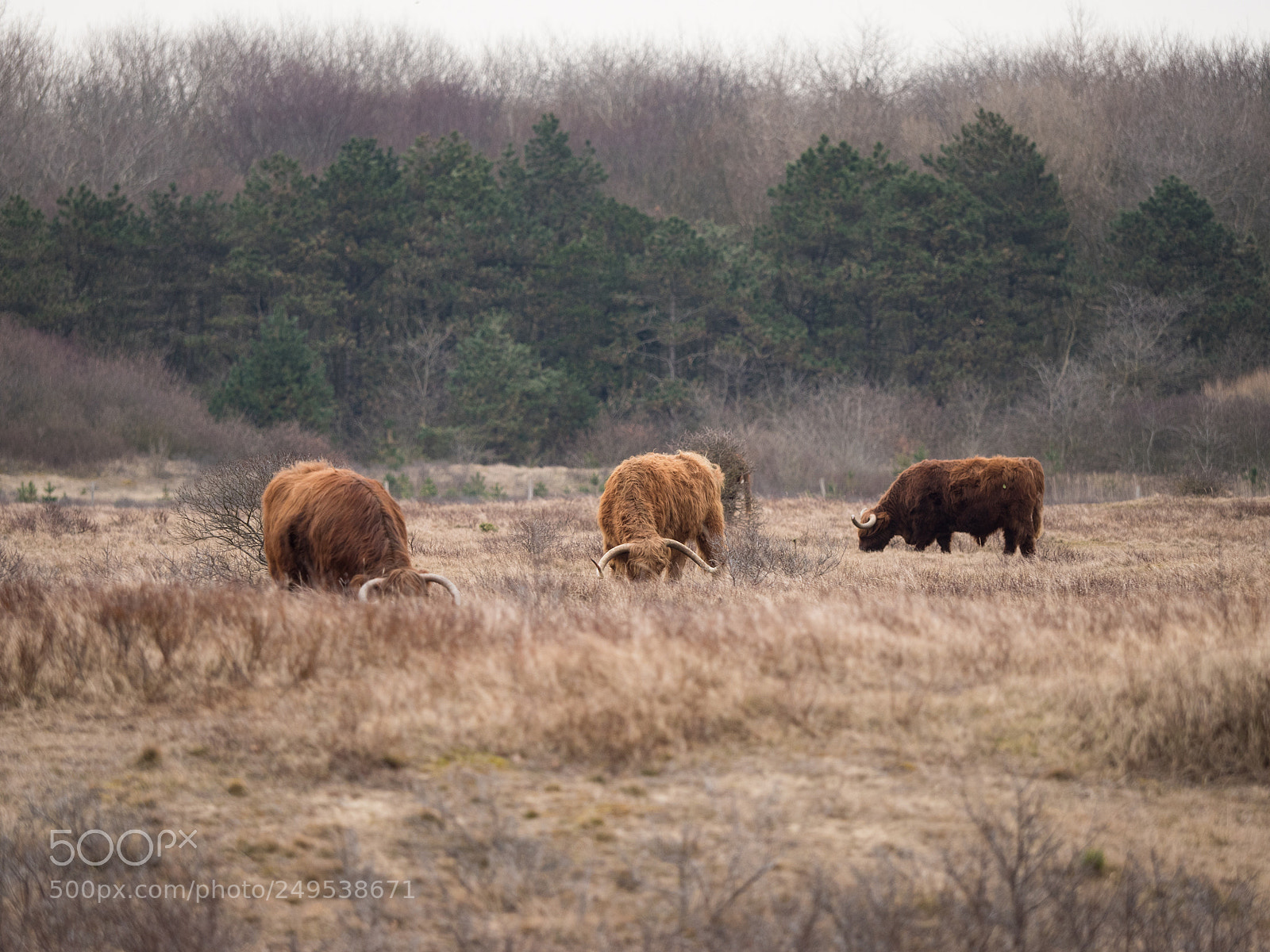 Panasonic Lumix DMC-GX8 sample photo. Three is a crowd photography