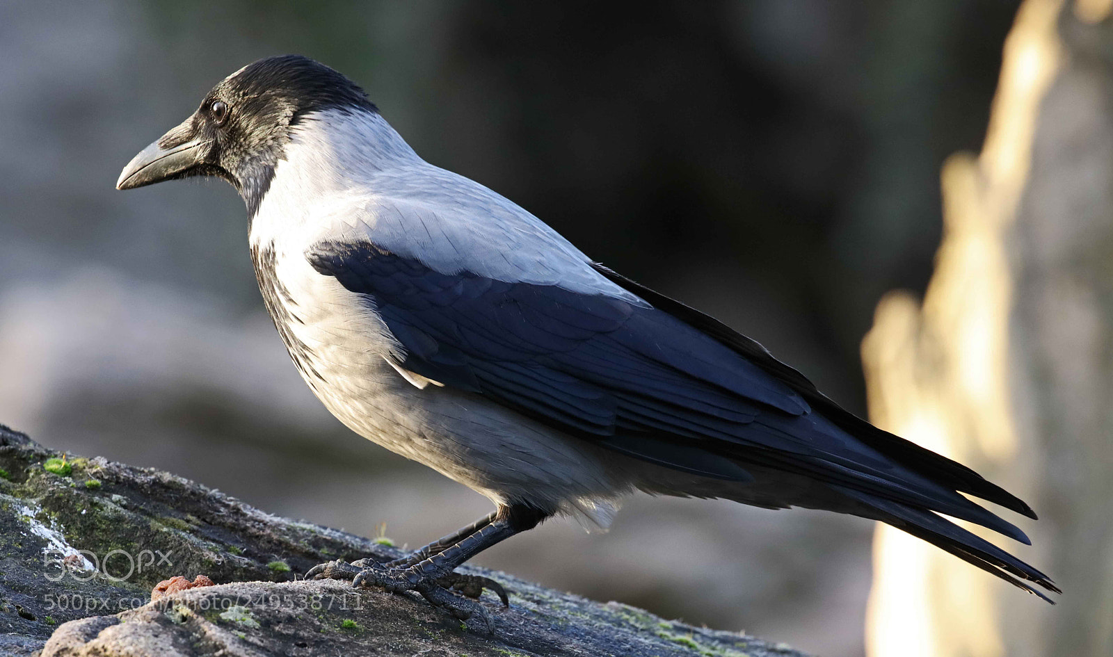 Canon EOS 5DS R sample photo. Birds in the wild photography