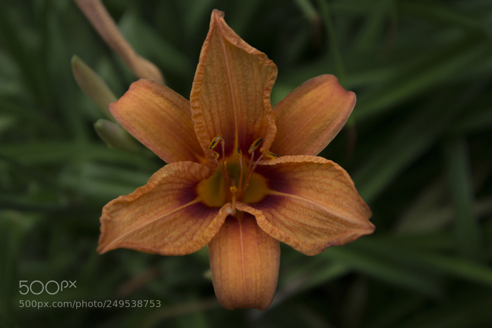 Canon EOS 650D (EOS Rebel T4i / EOS Kiss X6i) sample photo. Orange daylily photography