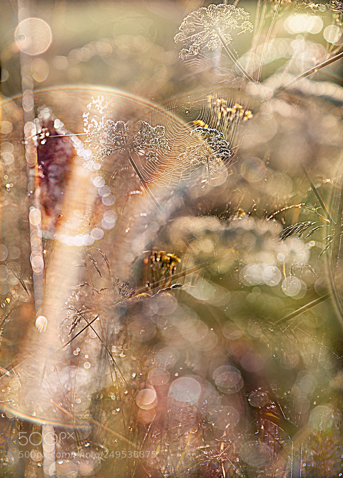Nikon D90 sample photo. Summer confusion... photography