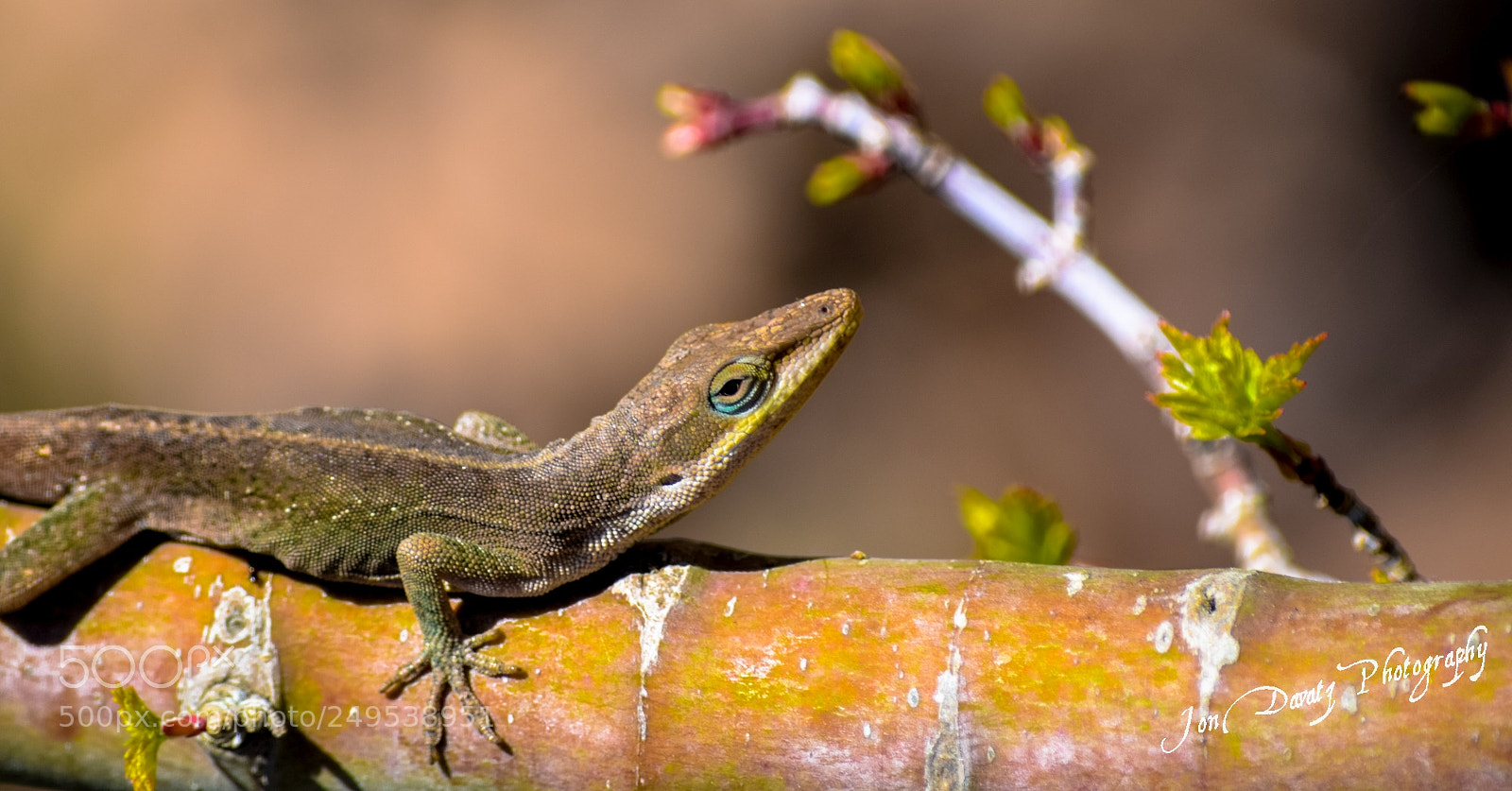 Nikon D5300 sample photo. Lizzy the lizard i photography