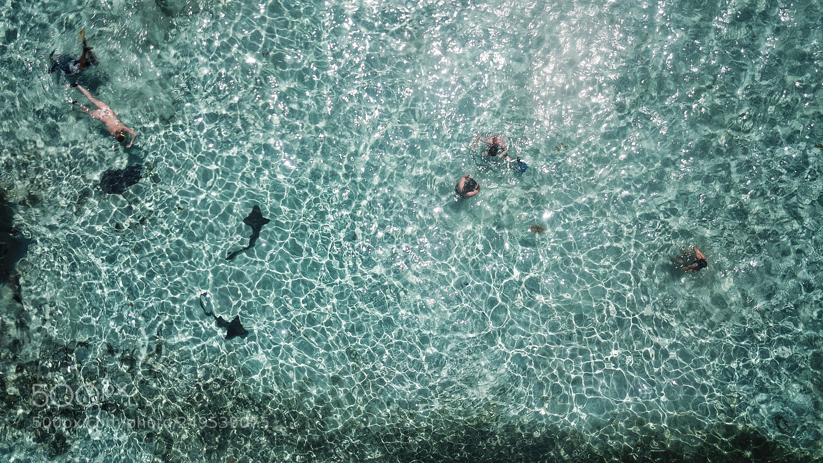 DJI FC220 sample photo. Shark alley photography