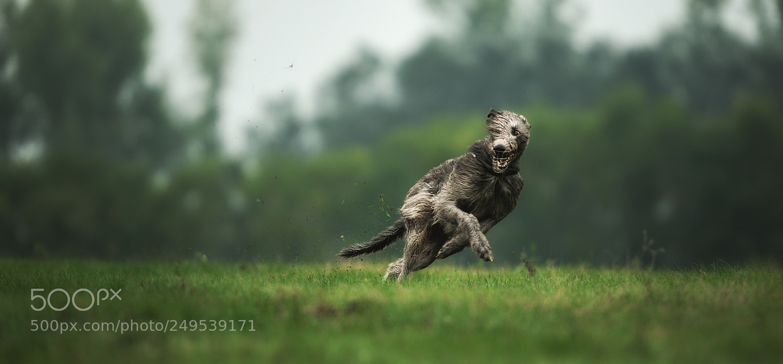 Nikon D700 sample photo. Irish greyhound_2 photography