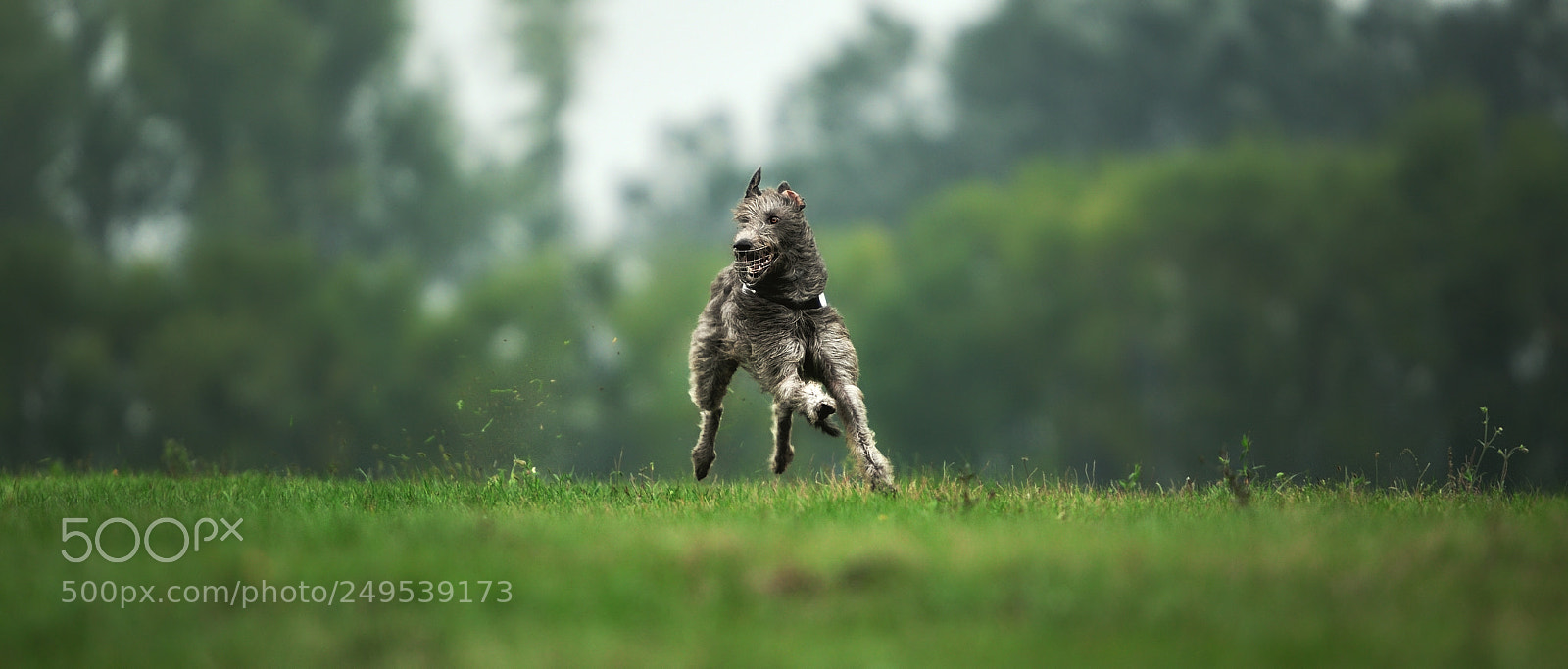 Nikon D700 sample photo. Irish greyhound_3 photography