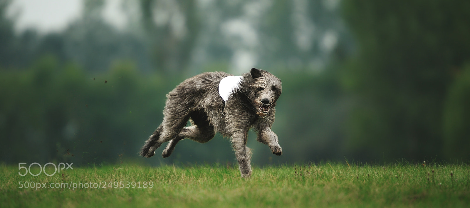 Nikon D700 sample photo. Irish greyhound_1 photography
