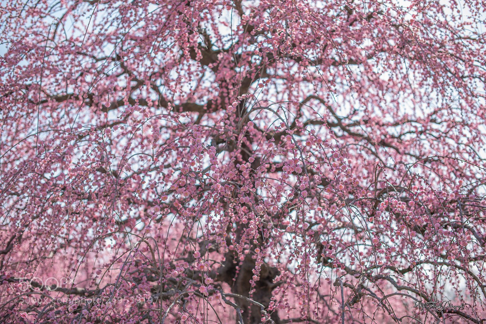 Nikon D810 sample photo. Full bloom photography