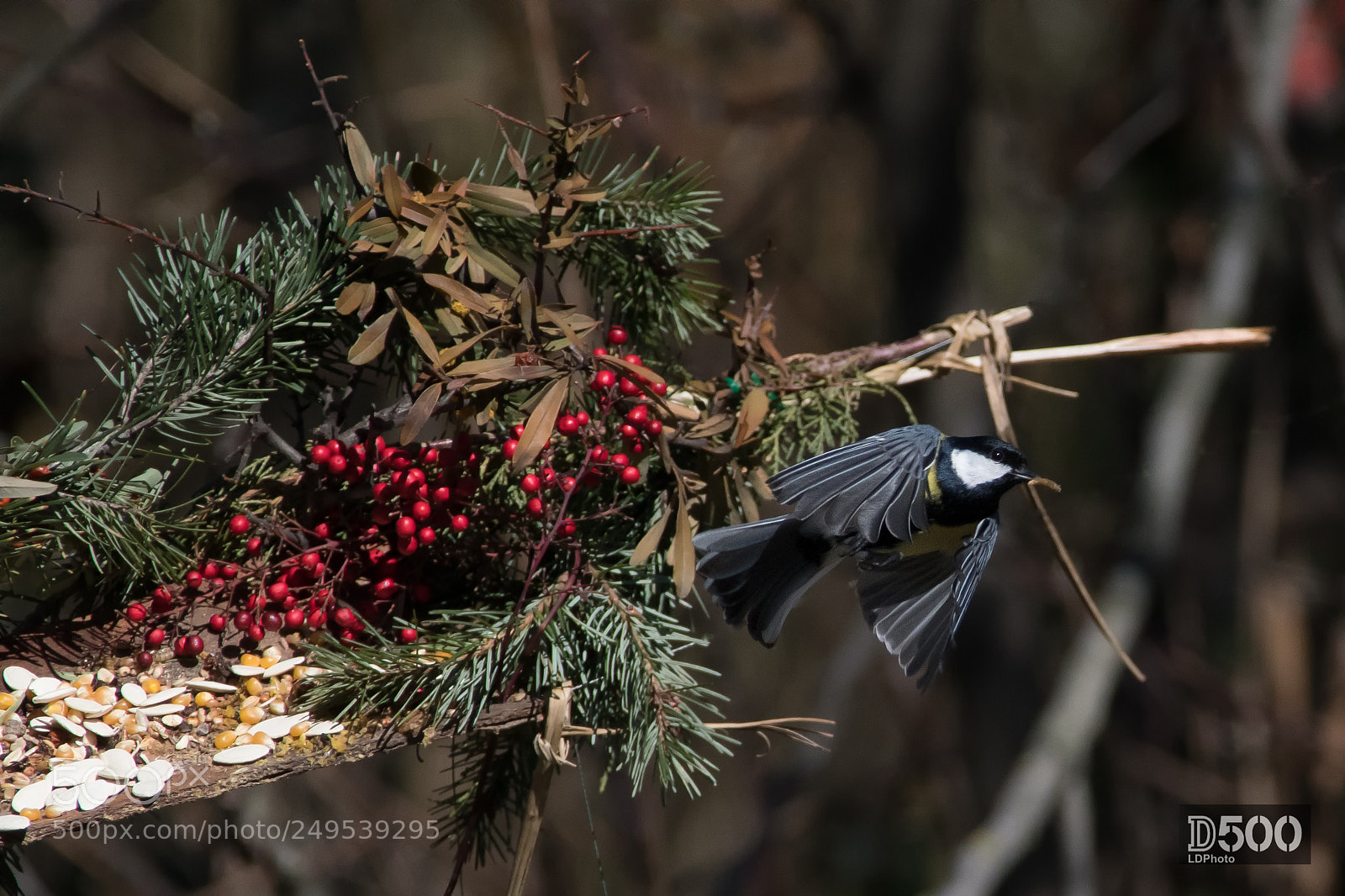 Nikon D500 sample photo. Great tit (parus major) photography