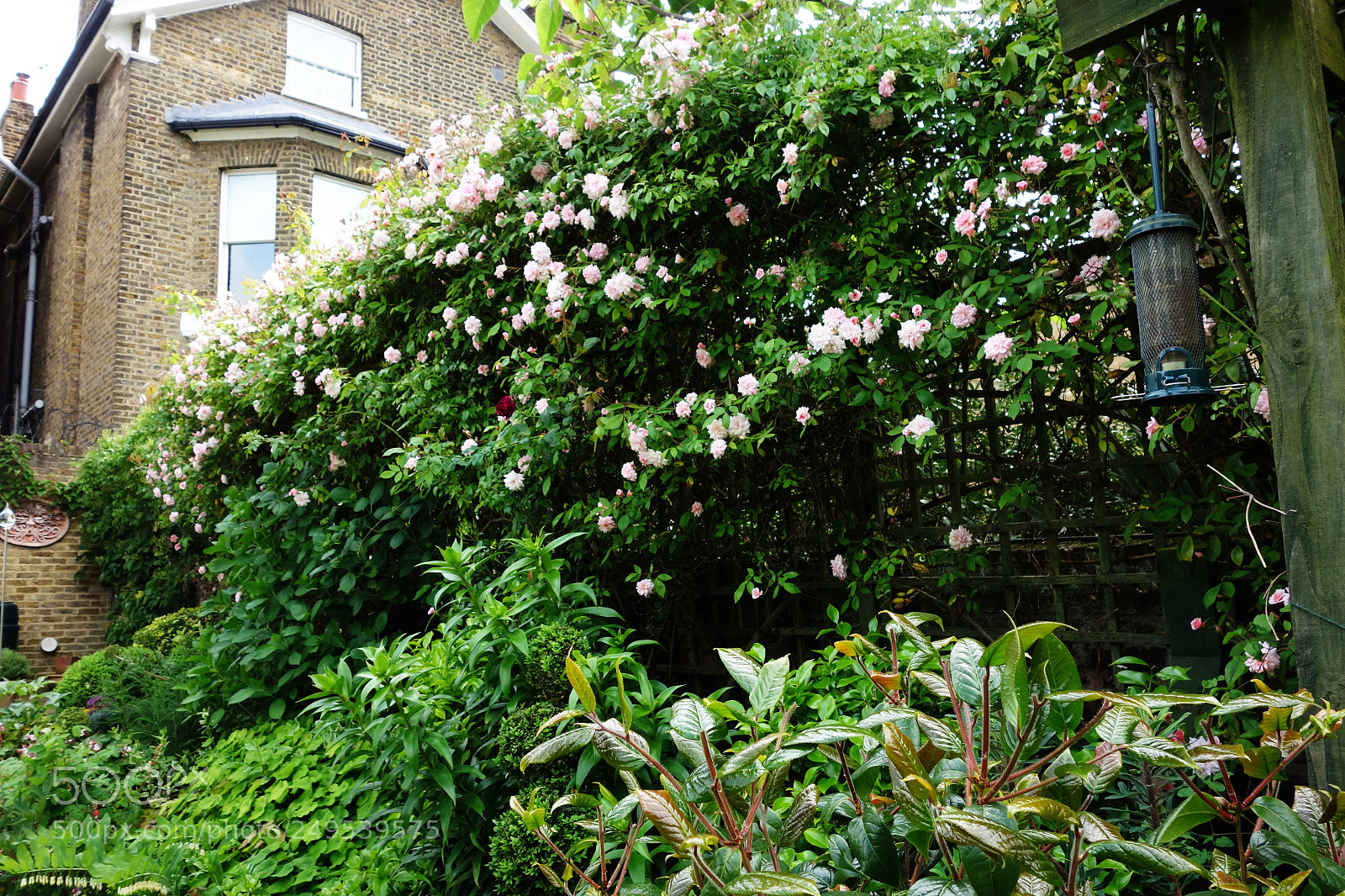 Sony Cyber-shot DSC-RX100 sample photo. English garden photography