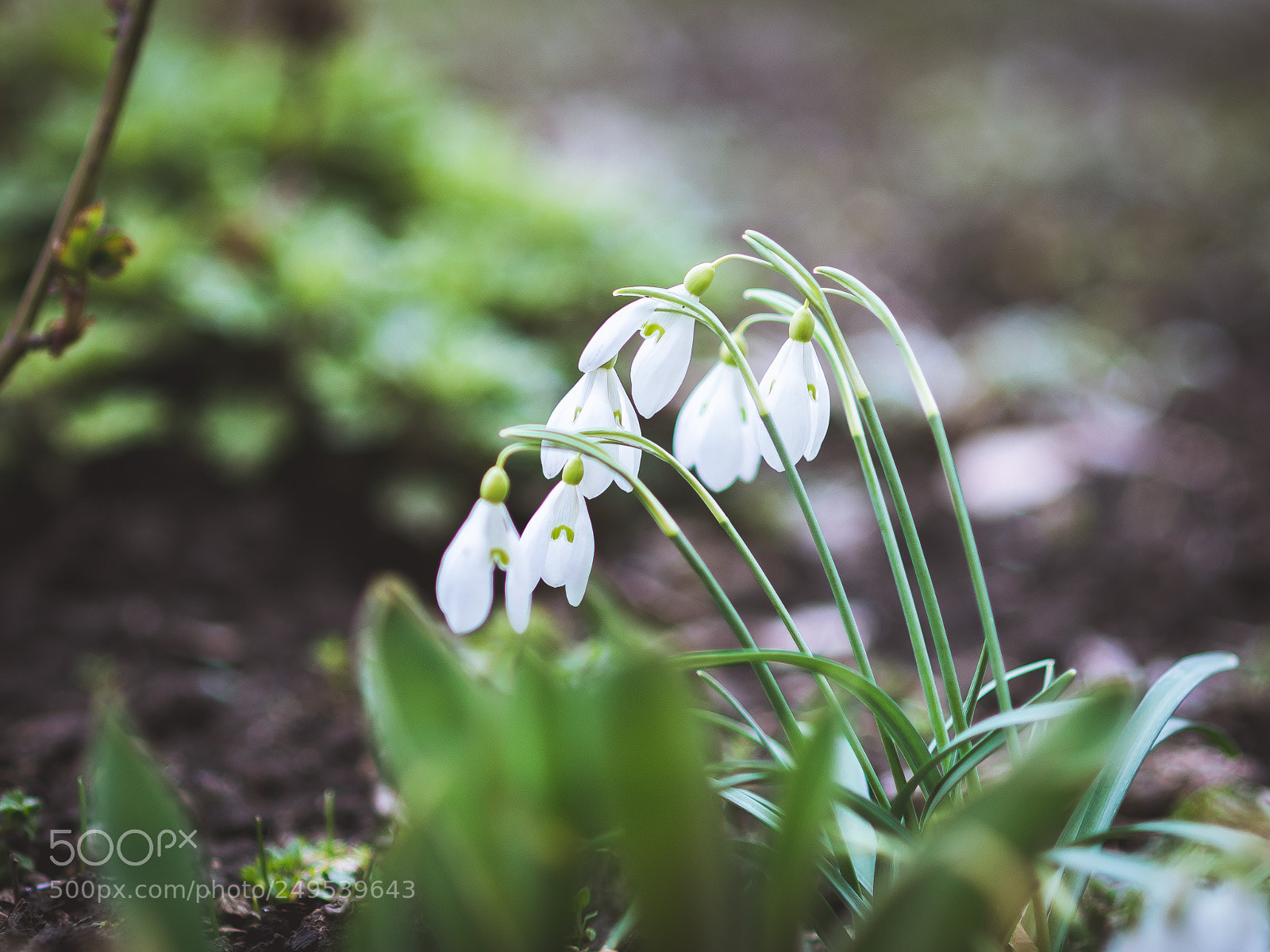 Nikon D7200 sample photo. Snowdrops photography