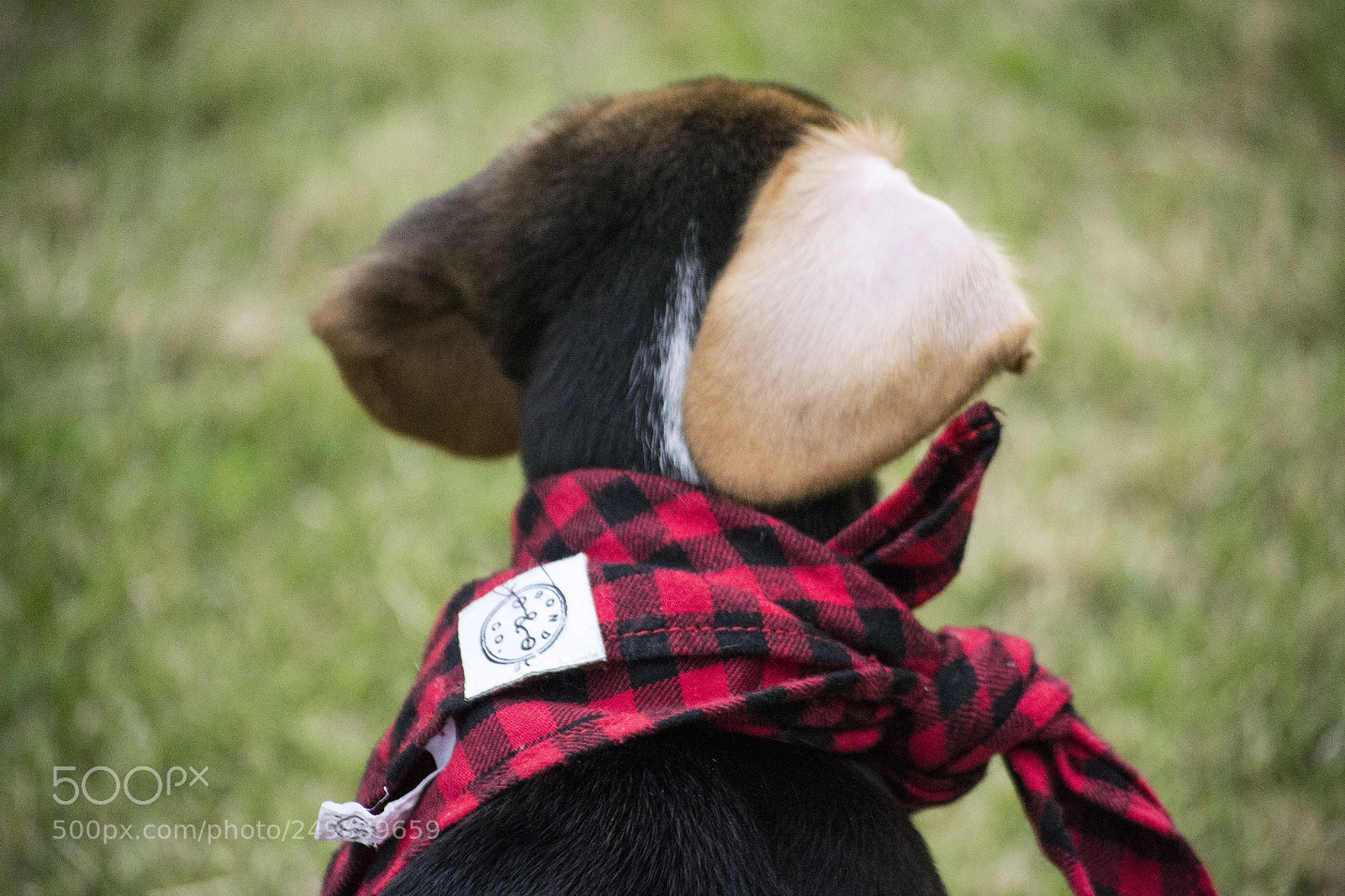 Nikon D3100 sample photo. Bean photography