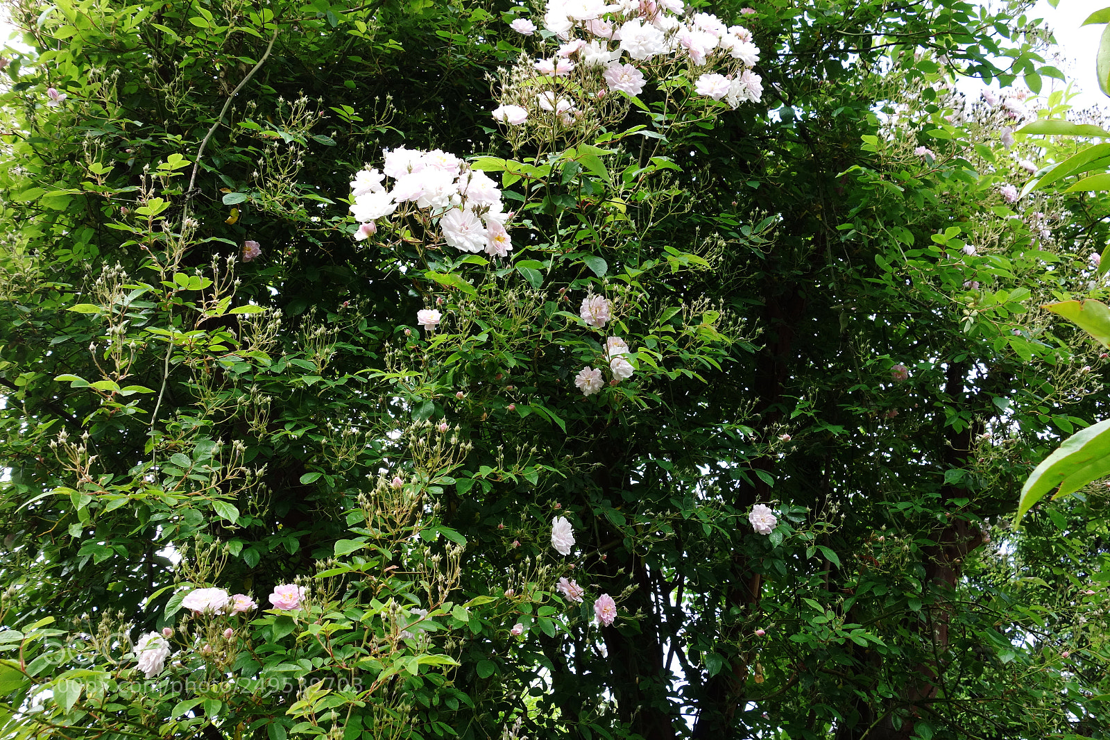 Sony Cyber-shot DSC-RX100 sample photo. English garden photography