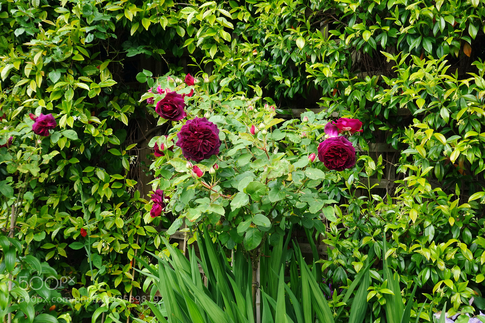 Sony Cyber-shot DSC-RX100 sample photo. English garden photography