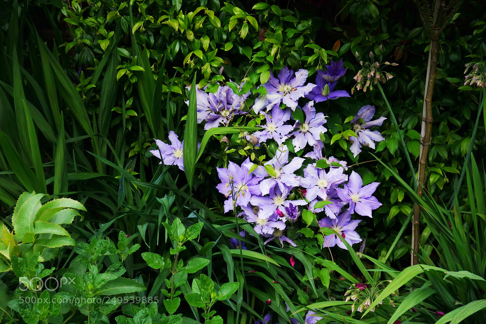Sony Cyber-shot DSC-RX100 sample photo. English garden photography