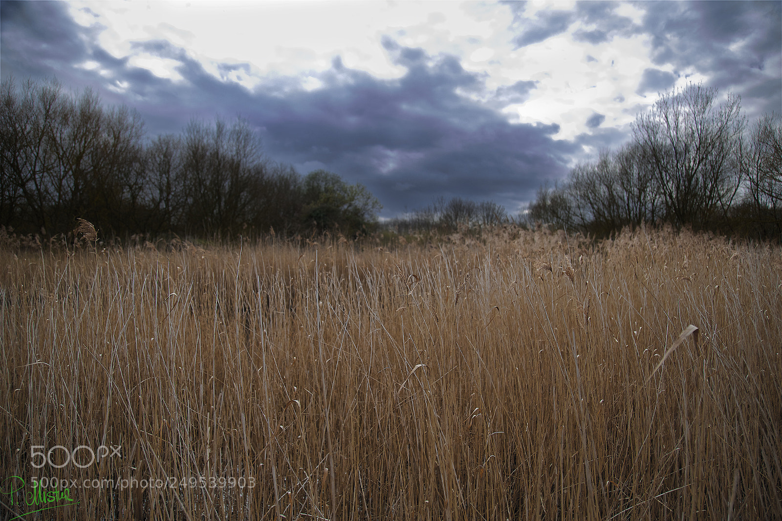 Canon EOS 6D sample photo. Reed, the clouds photography