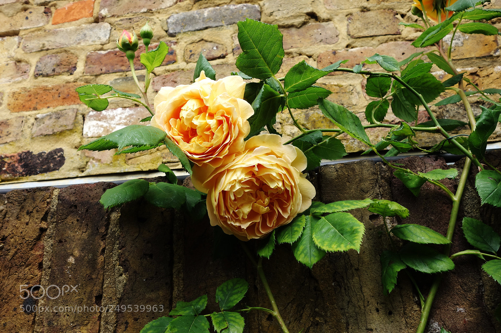 Sony Cyber-shot DSC-RX100 sample photo. English garden photography
