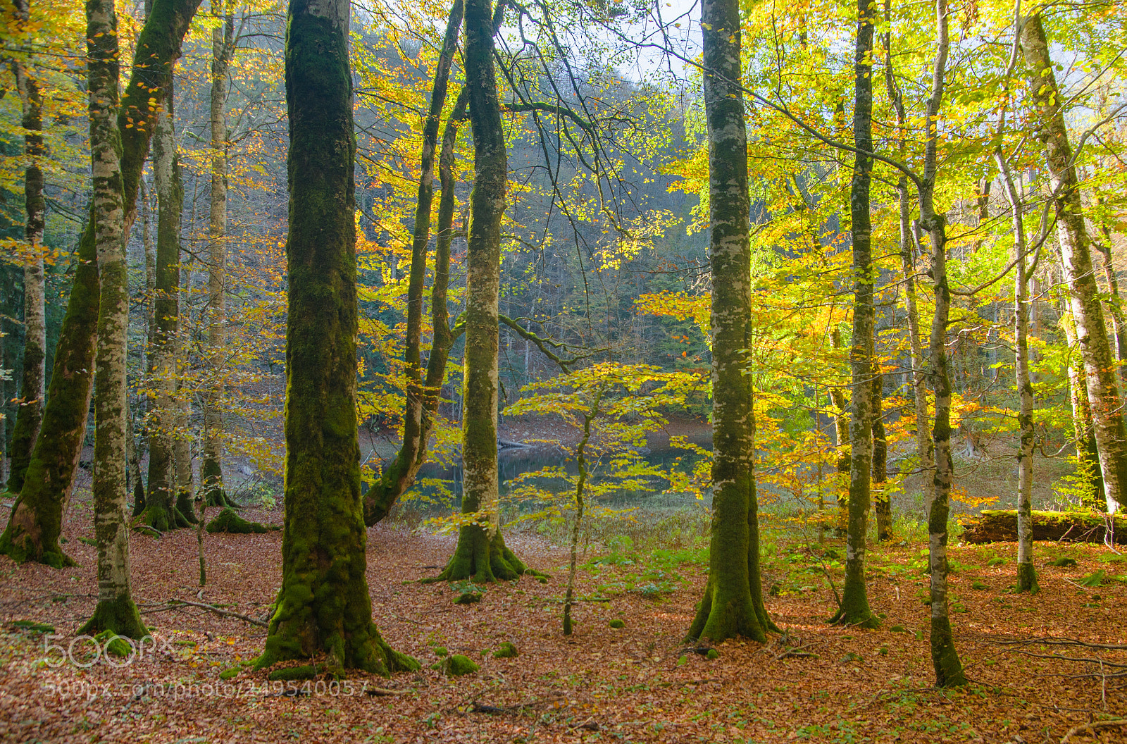 Nikon D7000 sample photo. Lake view through autumn photography
