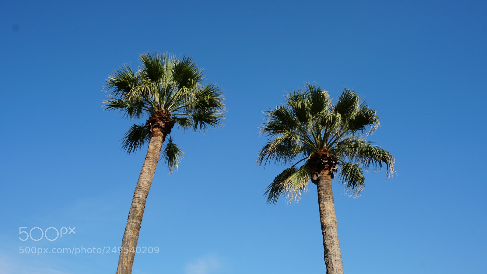 Sony a6300 sample photo. Standing tall photography