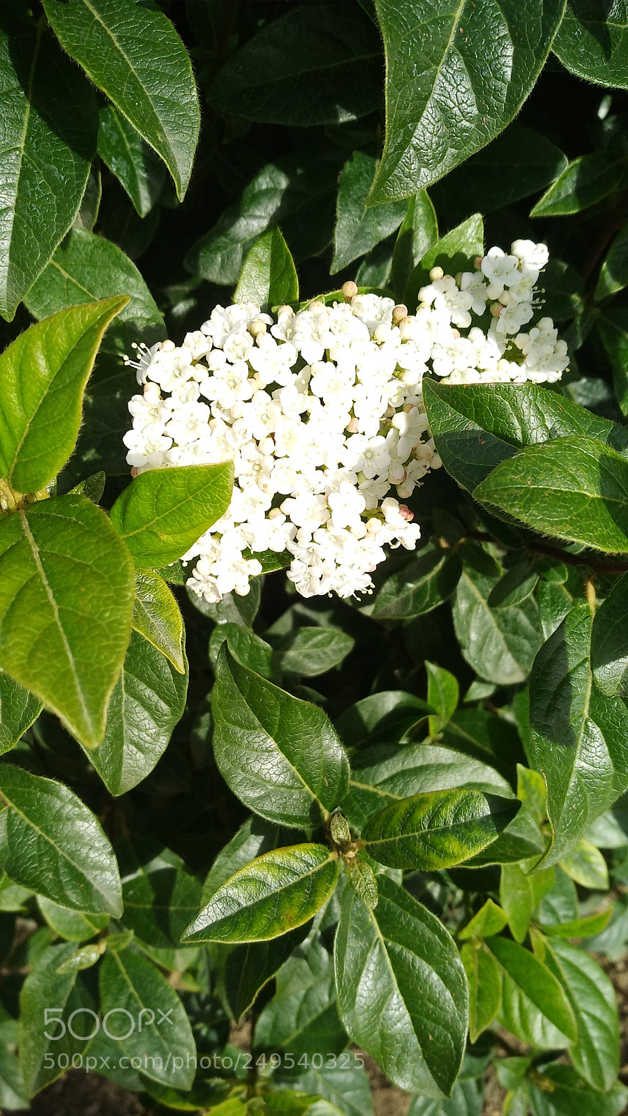 Xiaomi MI MAX 2 sample photo. Spring photography