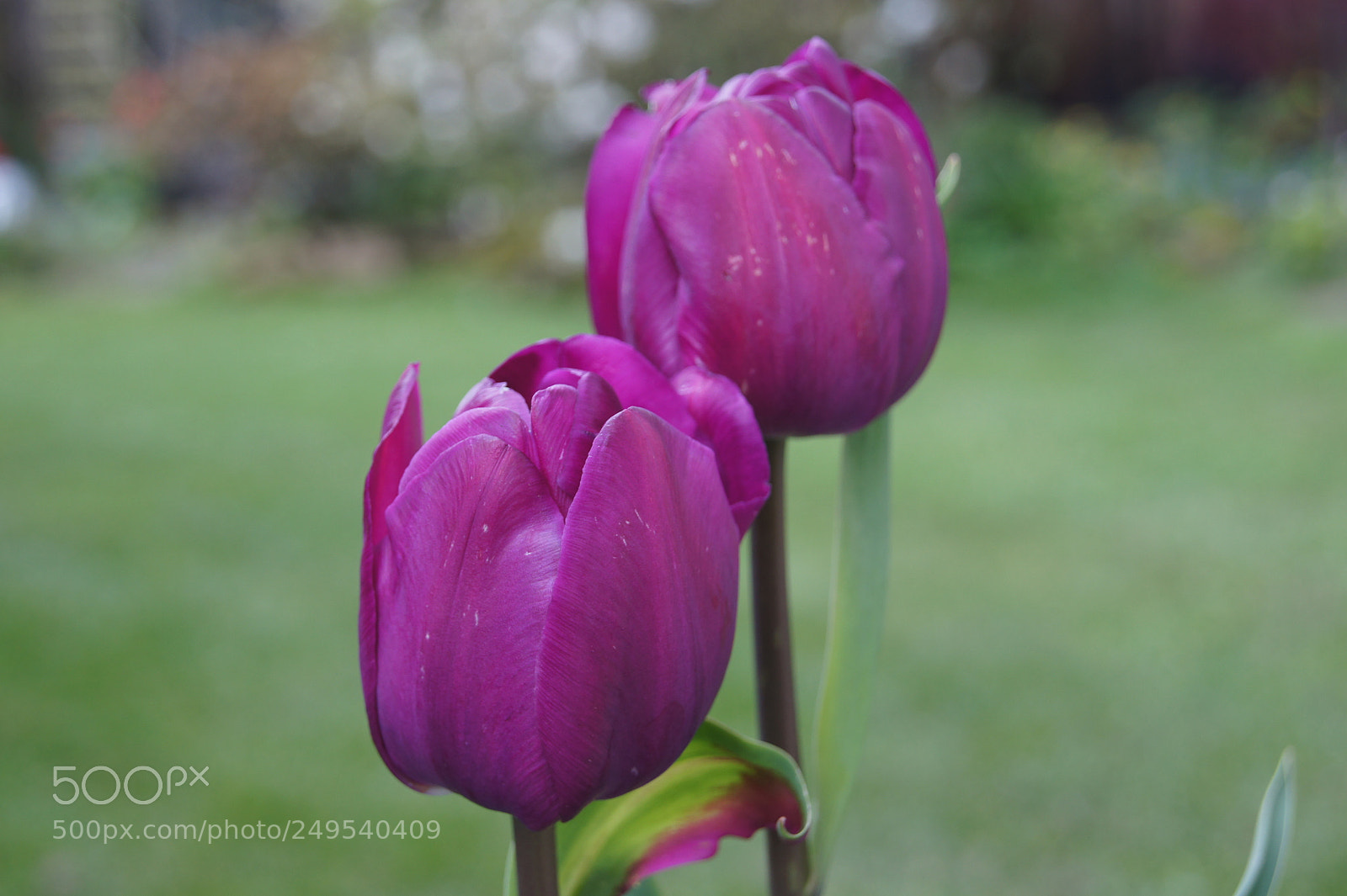 Sony SLT-A33 sample photo. Tulips. photography