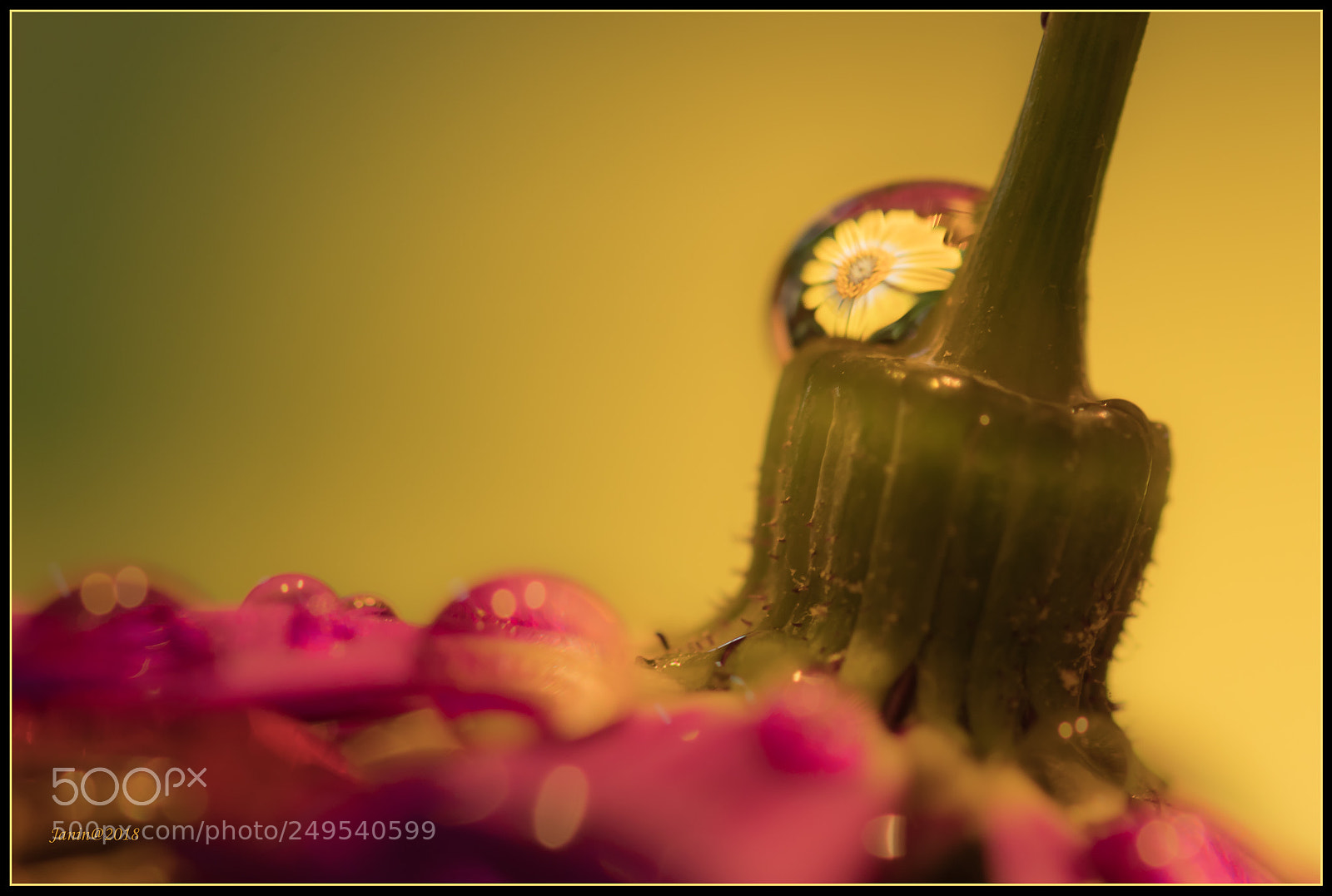 Canon EOS 77D (EOS 9000D / EOS 770D) sample photo. Yellow flower reflected in photography