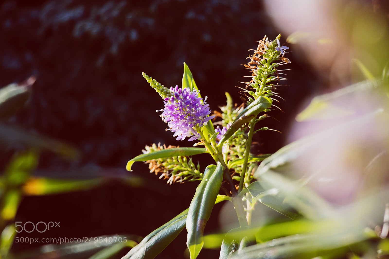 Canon EOS 80D sample photo. Untitled photography