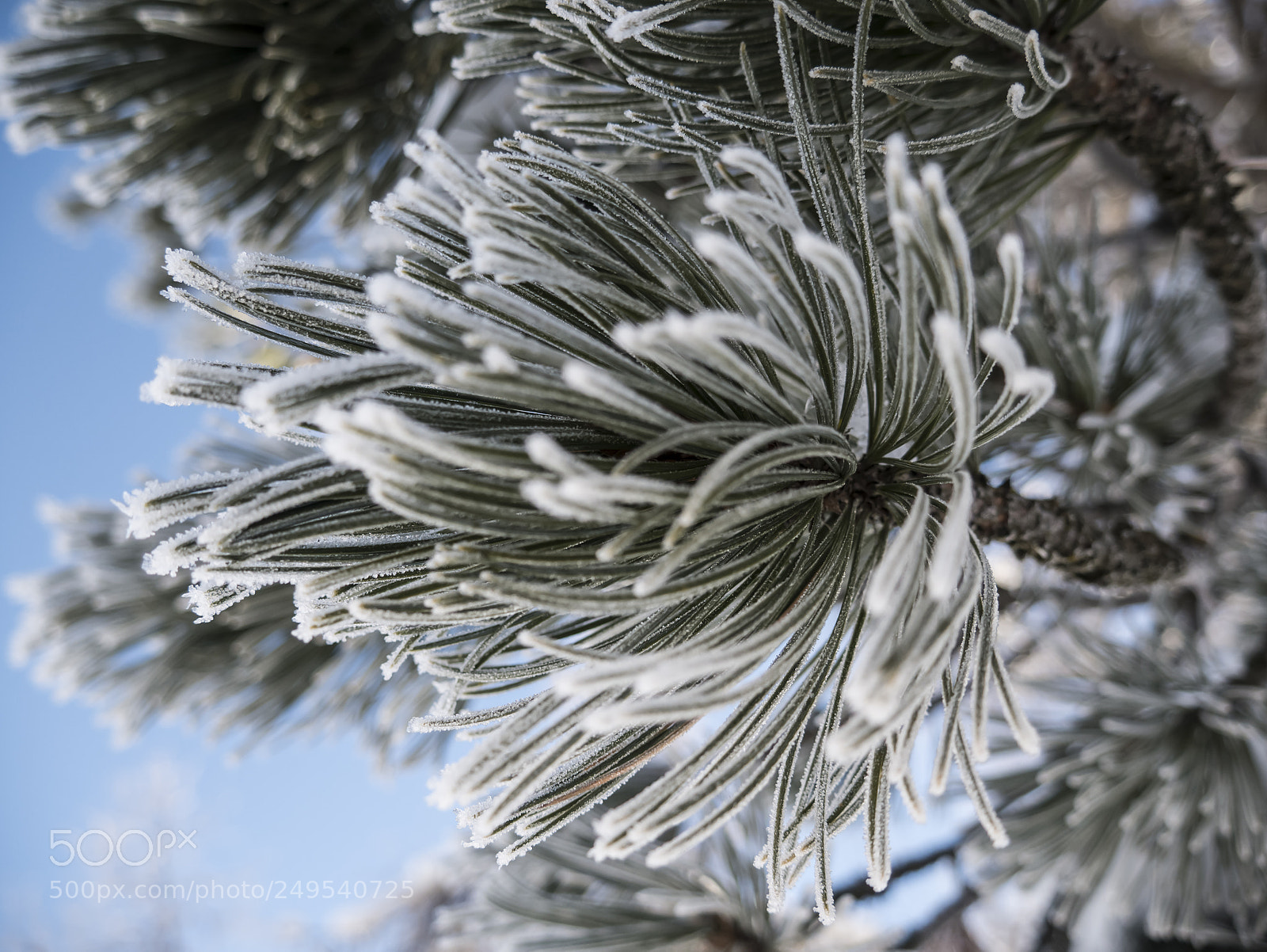 Panasonic Lumix DMC-G85 (Lumix DMC-G80) sample photo. Iced tree photography