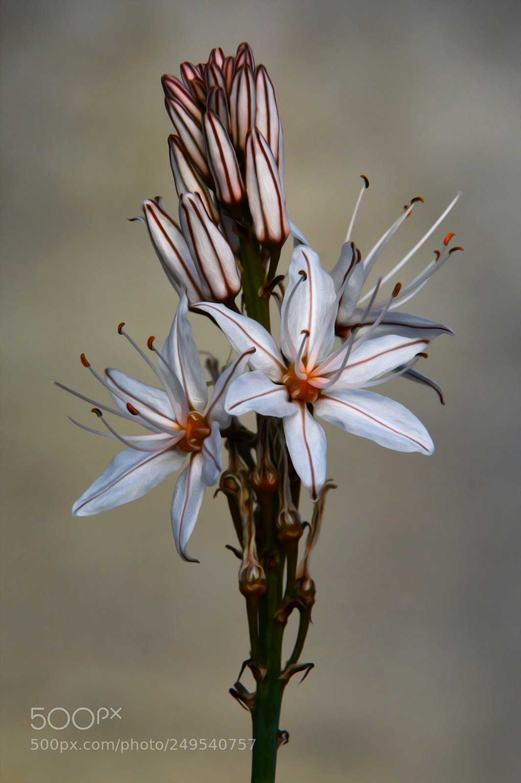 Nikon D3200 sample photo. Primavera photography