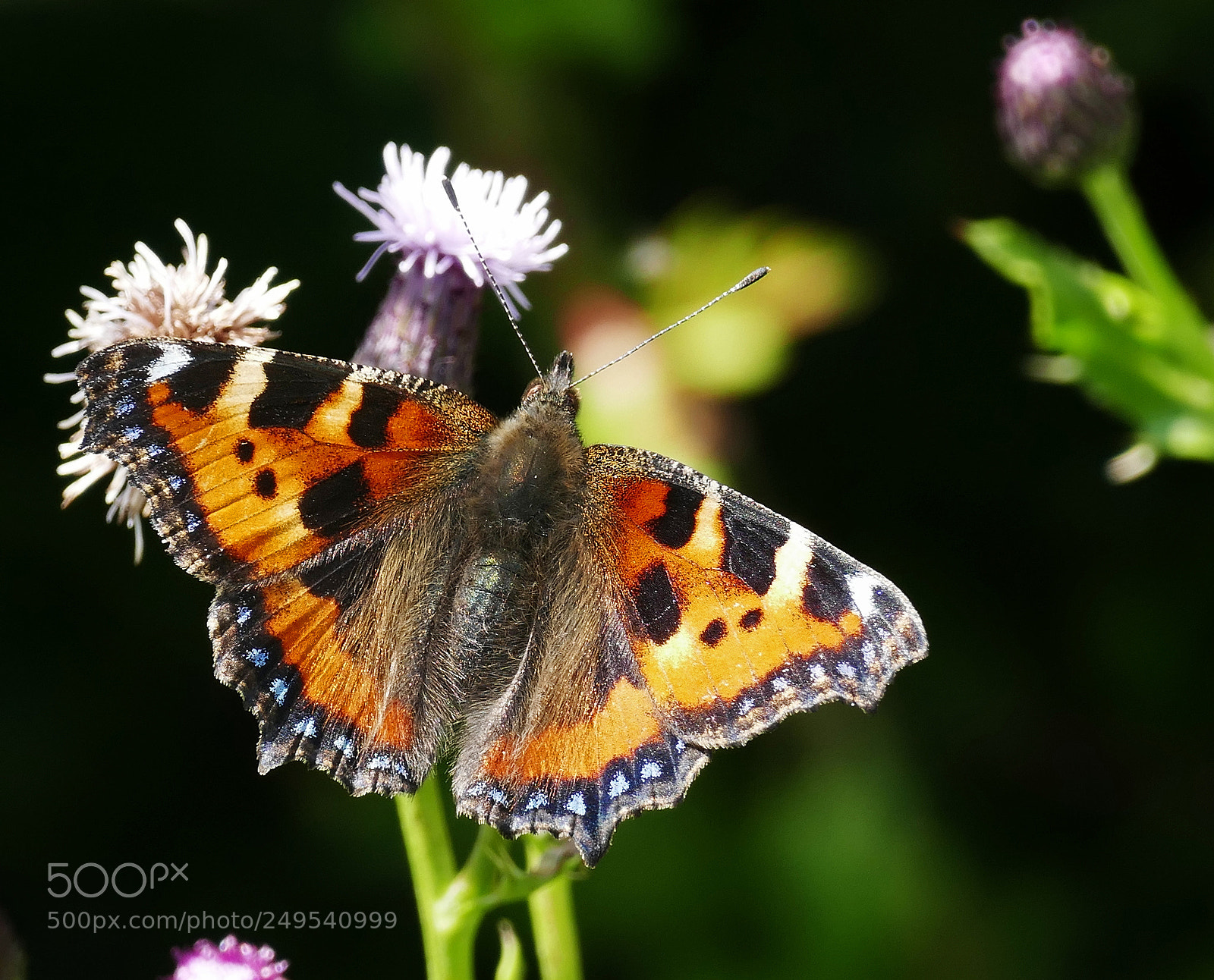 Panasonic Lumix DMC-FZ1000 sample photo. Small tortoishelle photography
