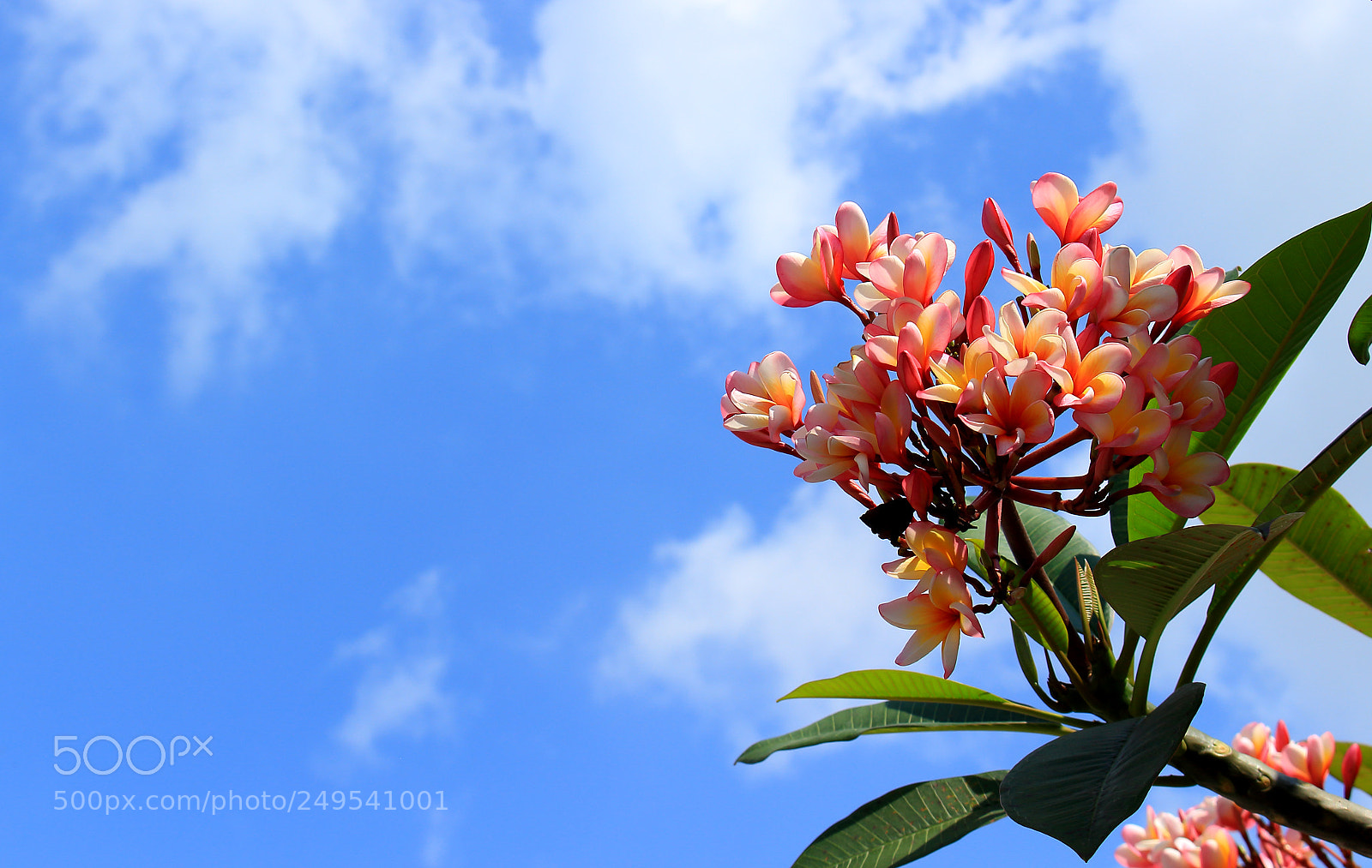 Canon EOS 100D (EOS Rebel SL1 / EOS Kiss X7) sample photo. Pink plumeria flowers in photography