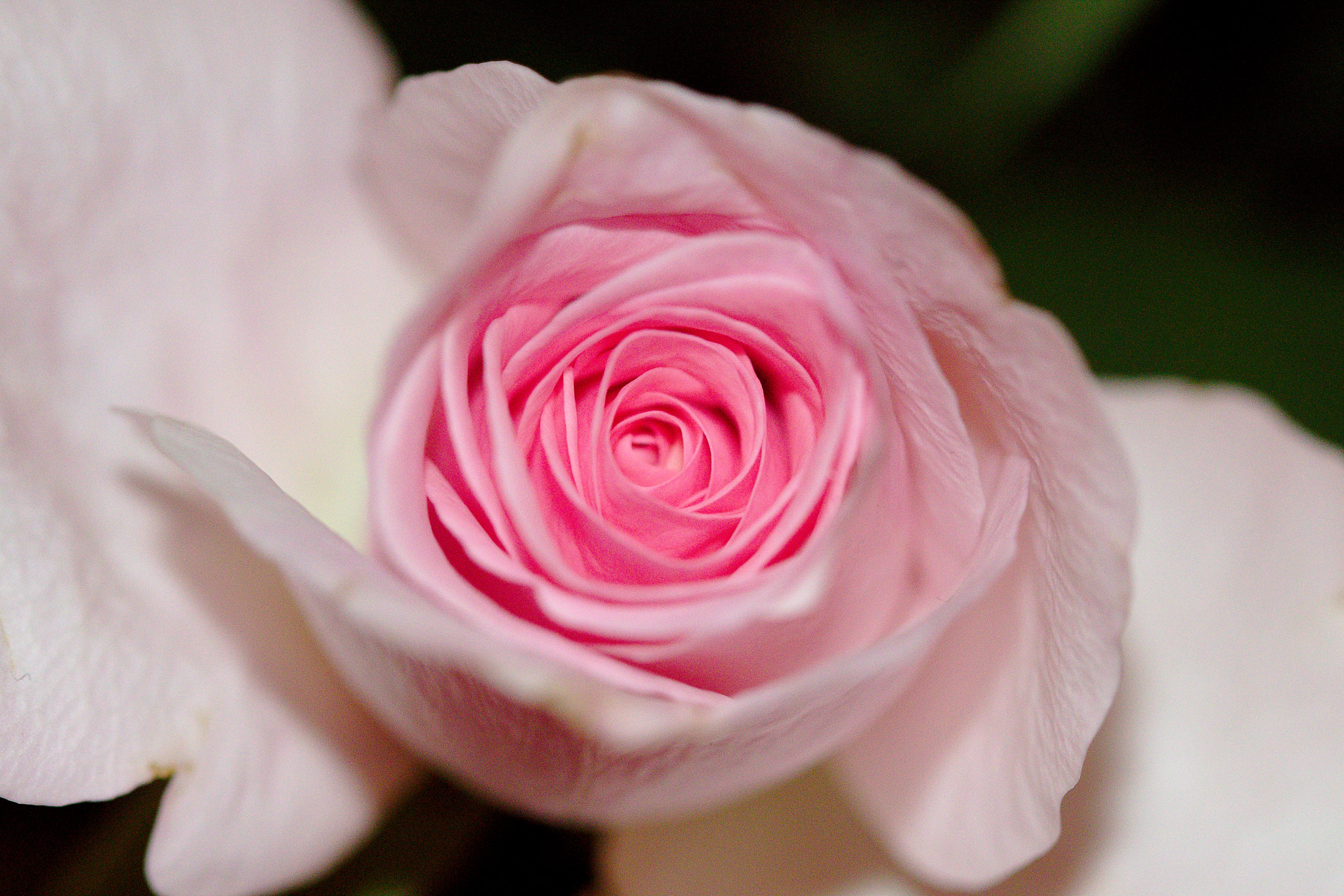 Canon EF 100mm F2.8 Macro USM sample photo. Natural beauty photography