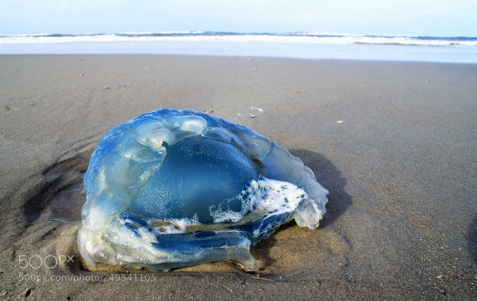 Sony Alpha DSLR-A100 sample photo. Jellyfish on the beach photography