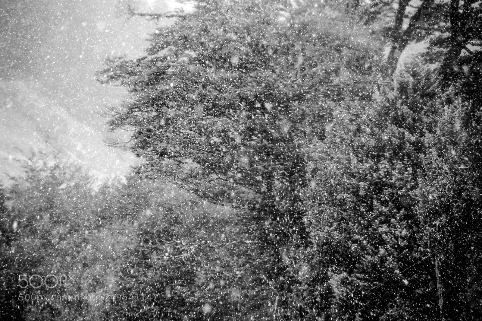 Nikon D50 sample photo. Traveling under patagonian snow... photography