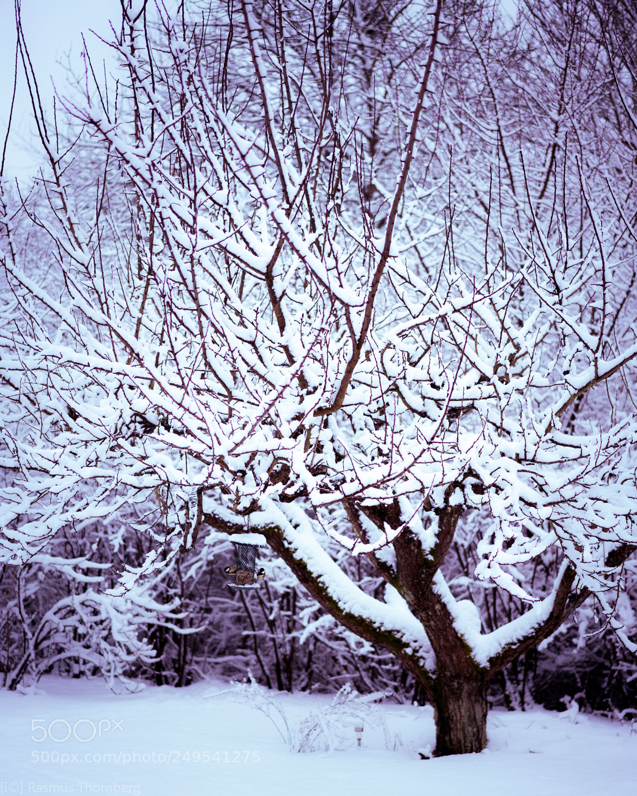 Sony a7R II sample photo. Winter revisits photography